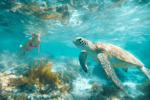 magenta-caye-belize-snorkel_turtle
